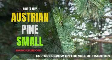 Control Austrian Pine Size: Tips for a Compact Tree