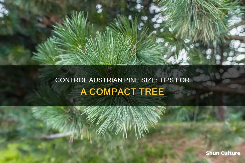 how to keep austrian pine small