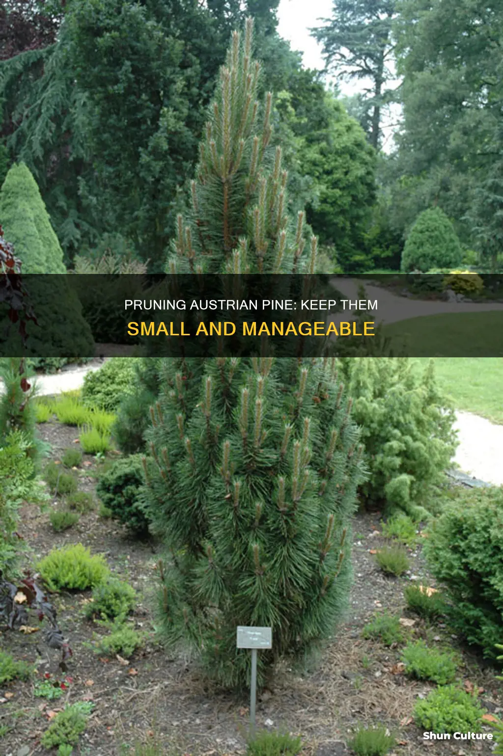 how to keep austrian pine small