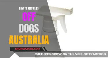 Keep Flies Off Your Dog: Australia-Specific Tips