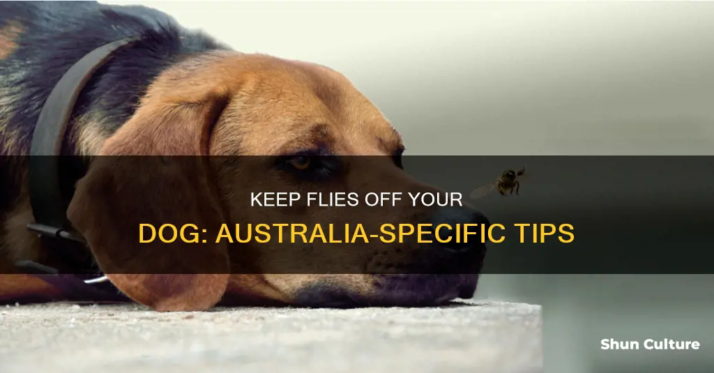 how to keep flies off dogs australia