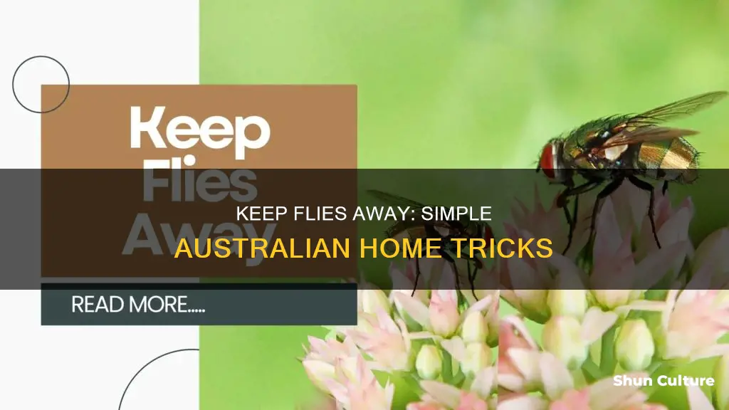 how to keep flies out of house australia