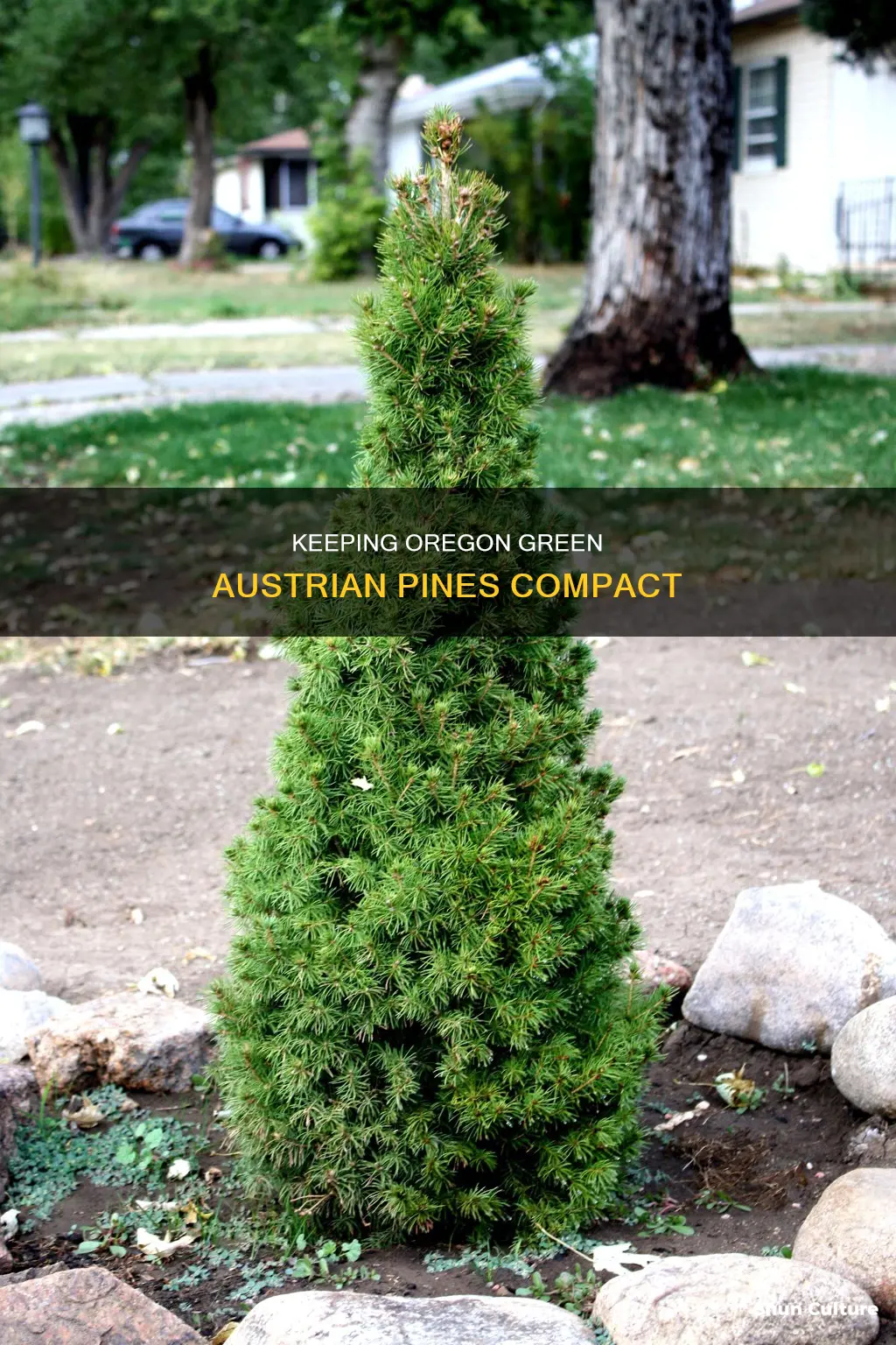 how to keep oregon green austrian pine from grow big