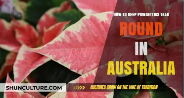 Year-Round Poinsettia Care: Keeping Your Australian Holiday Plants Thriving