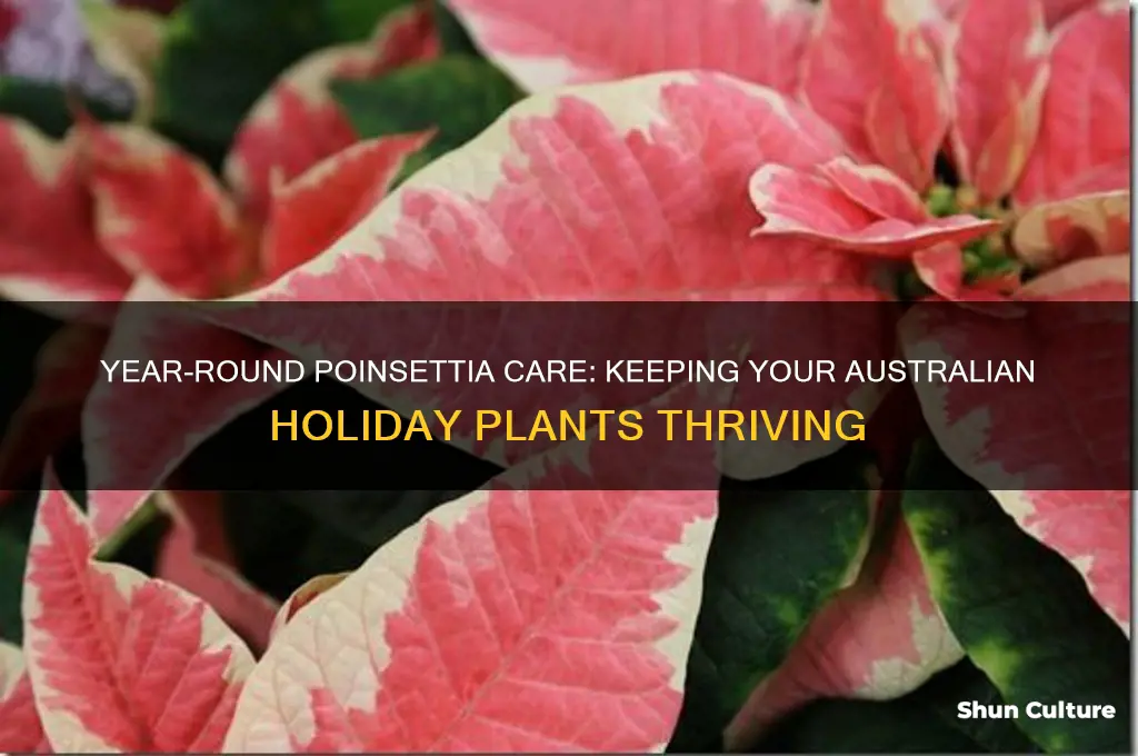 how to keep poinsettias year round in australia