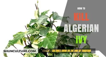 Effective Methods to Eradicate Algerian Ivy: A Comprehensive Guide