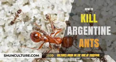 Effective Strategies to Eliminate Argentine Ants from Your Home