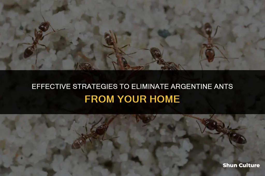 how to kill argentine ants
