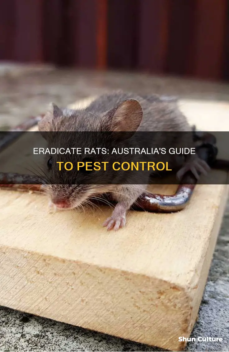 how to kill rats australia