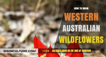 Explore Western Australia's Wildflowers: A Guide