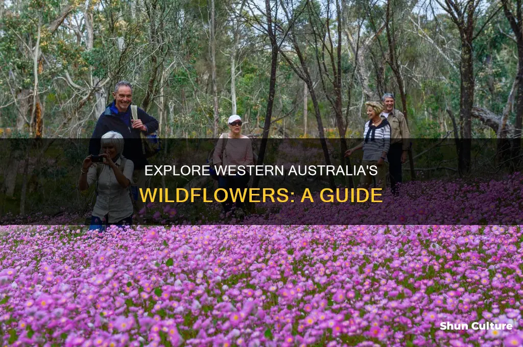 how to know western australian wildflowers
