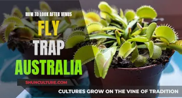 Venus Fly Trap Care Guide for Australians