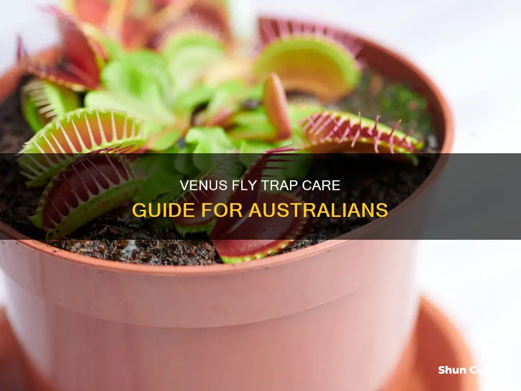 how to look after venus fly trap australia