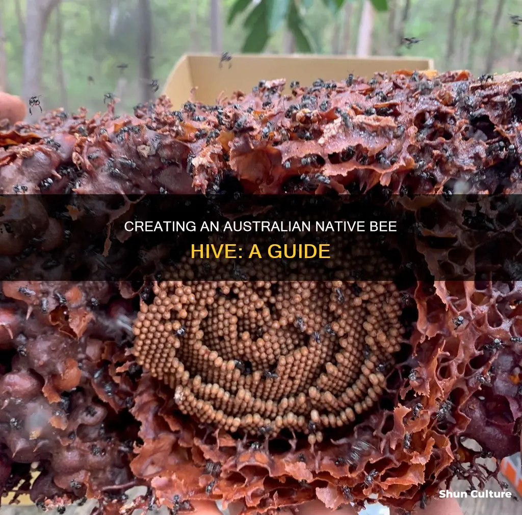 how to make a australian native bee hive