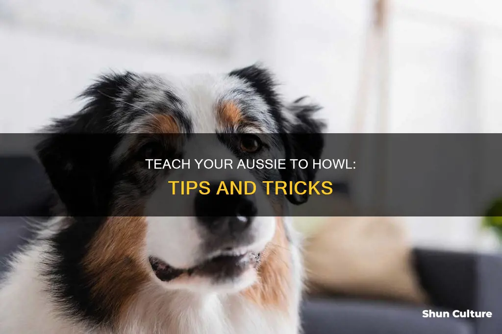 how to make a australian shepard howl