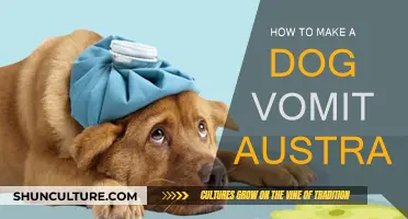 Make Your Dog Vomit: A Guide for Australian Pet Owners