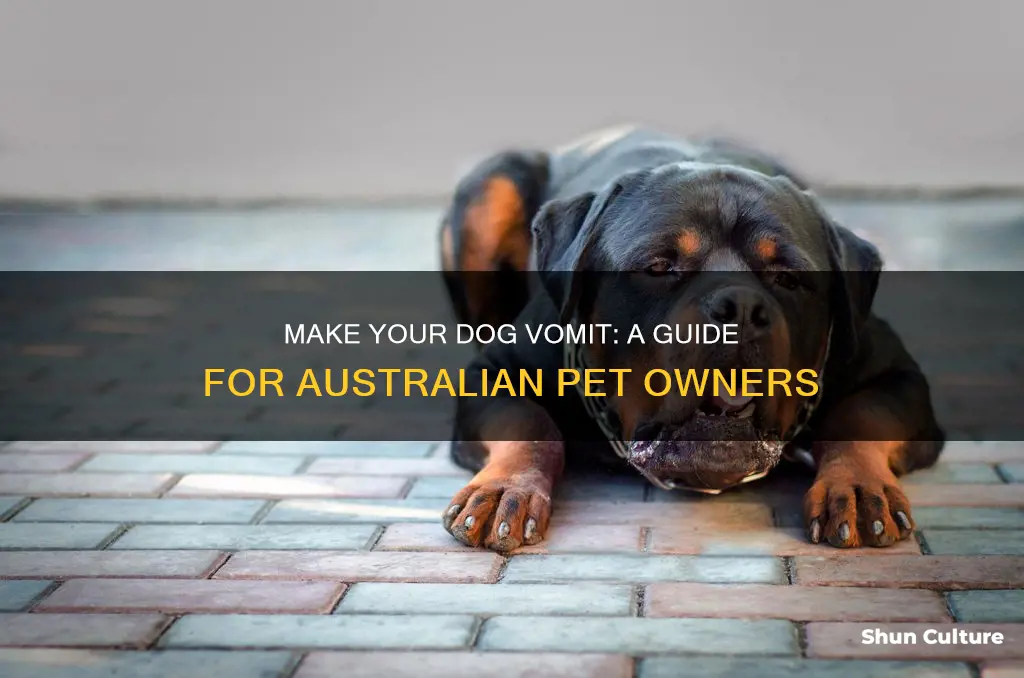 how to make a dog vomit australia