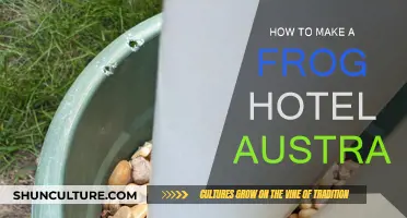 Creating a Frog Haven in Your Australian Garden