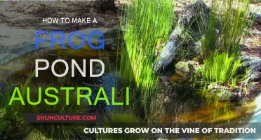 Creating a Frog Pond: An Australian Guide