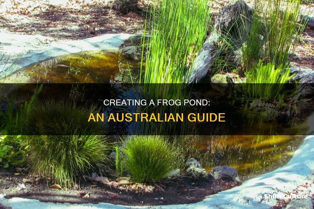 how to make a frog pond australia