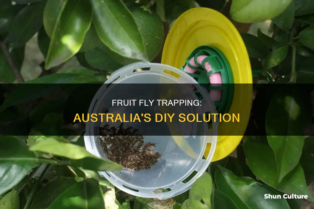 how to make a fruit fly trap australia