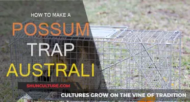 Possum Trapping: Effective Methods for Aussies