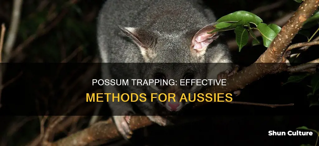 how to make a possum trap australia