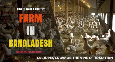 Starting a Poultry Farm in Bangladesh: A Comprehensive Guide