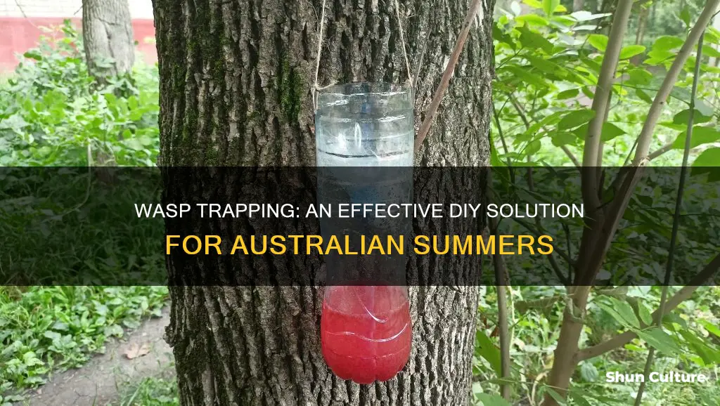 how to make a wasp trap australia