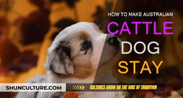 Keep Your Cattle Dog by Your Side