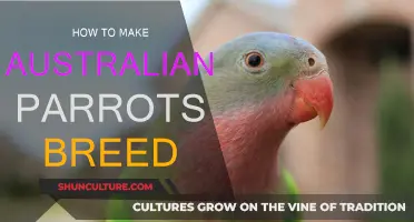 Breeding Australian Parrots: Tips and Tricks