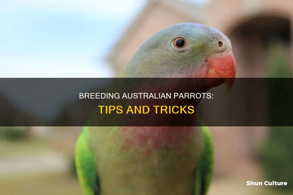 how to make australian parrots breed