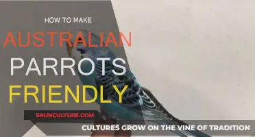 Taming Australian Parrots: Tips for Making Friends