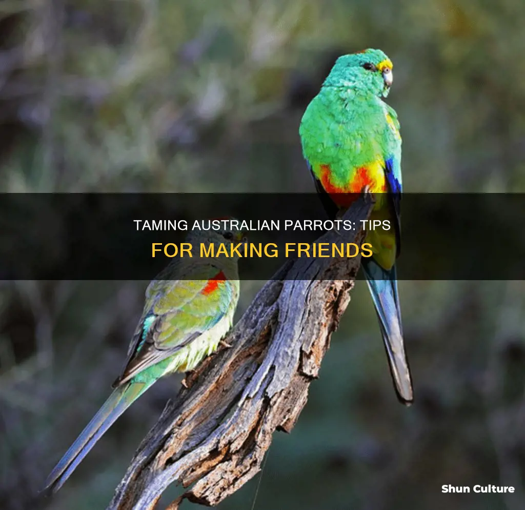 how to make australian parrots friendly