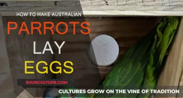 Encouraging Egg-Laying in Australian Parrots: A Guide