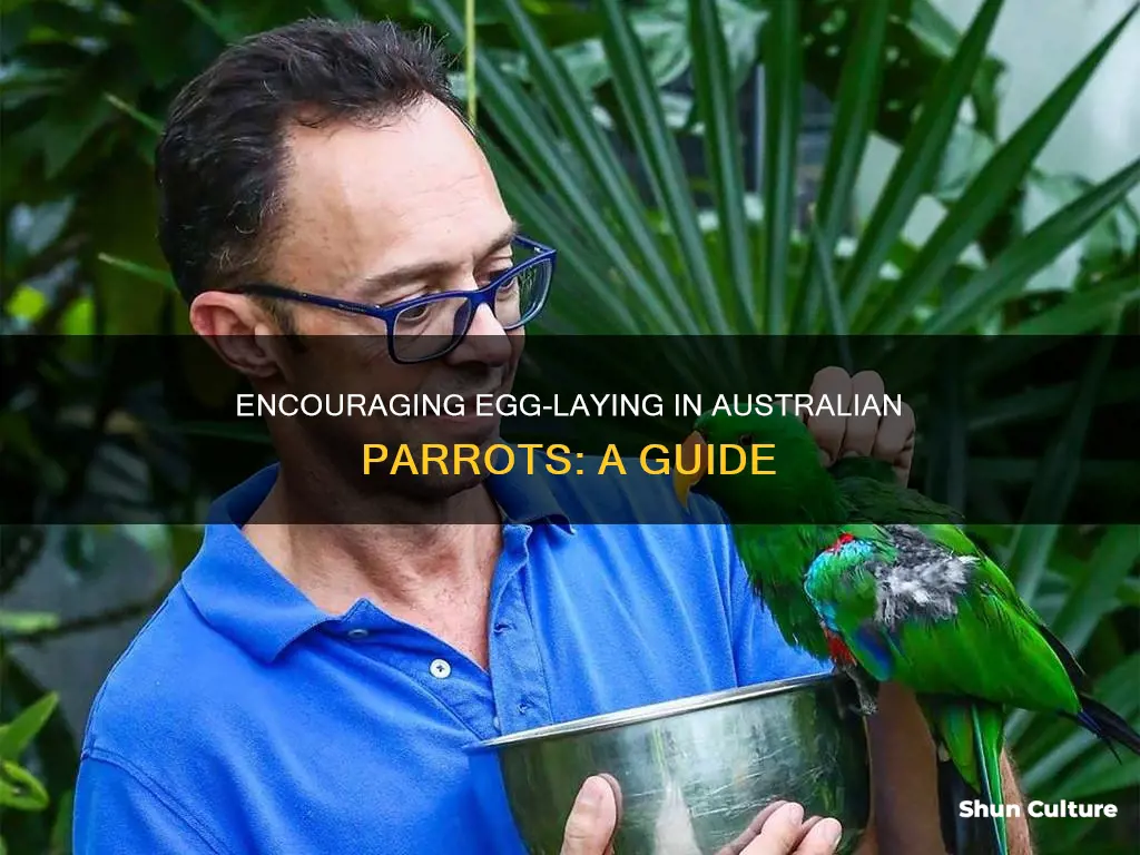how to make australian parrots lay eggs