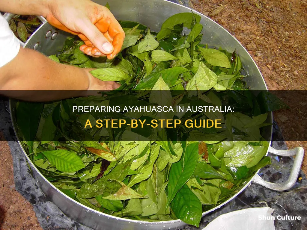 how to make ayahuasca australia