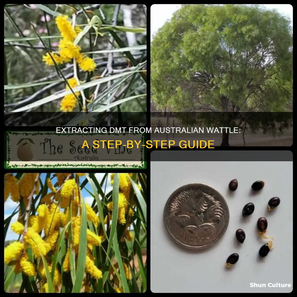 how to make dmt from australian wattle