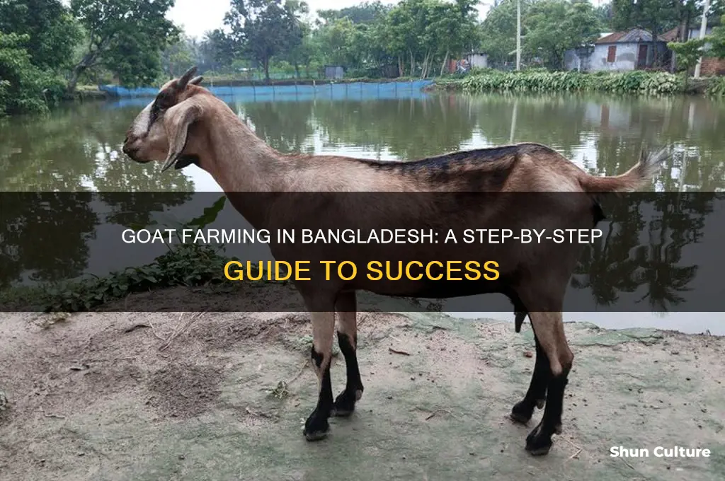 how to make goat farm in bangladesh