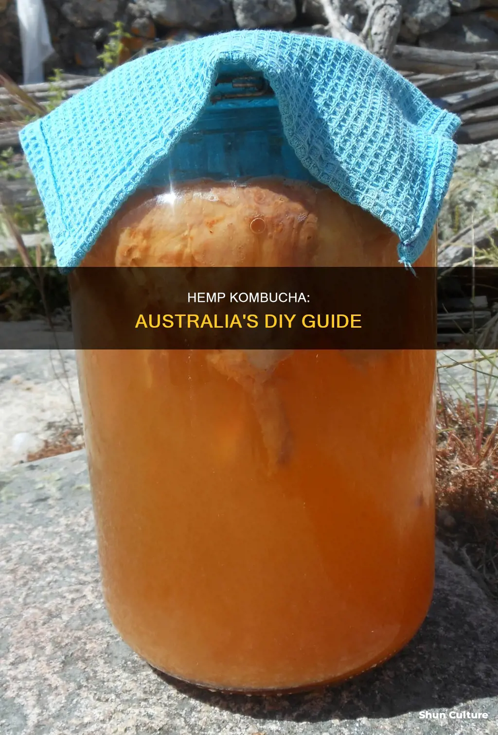 how to make hemp kombucha australia