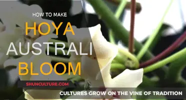 Encouraging Hoya Australis to Bloom: Tips and Tricks