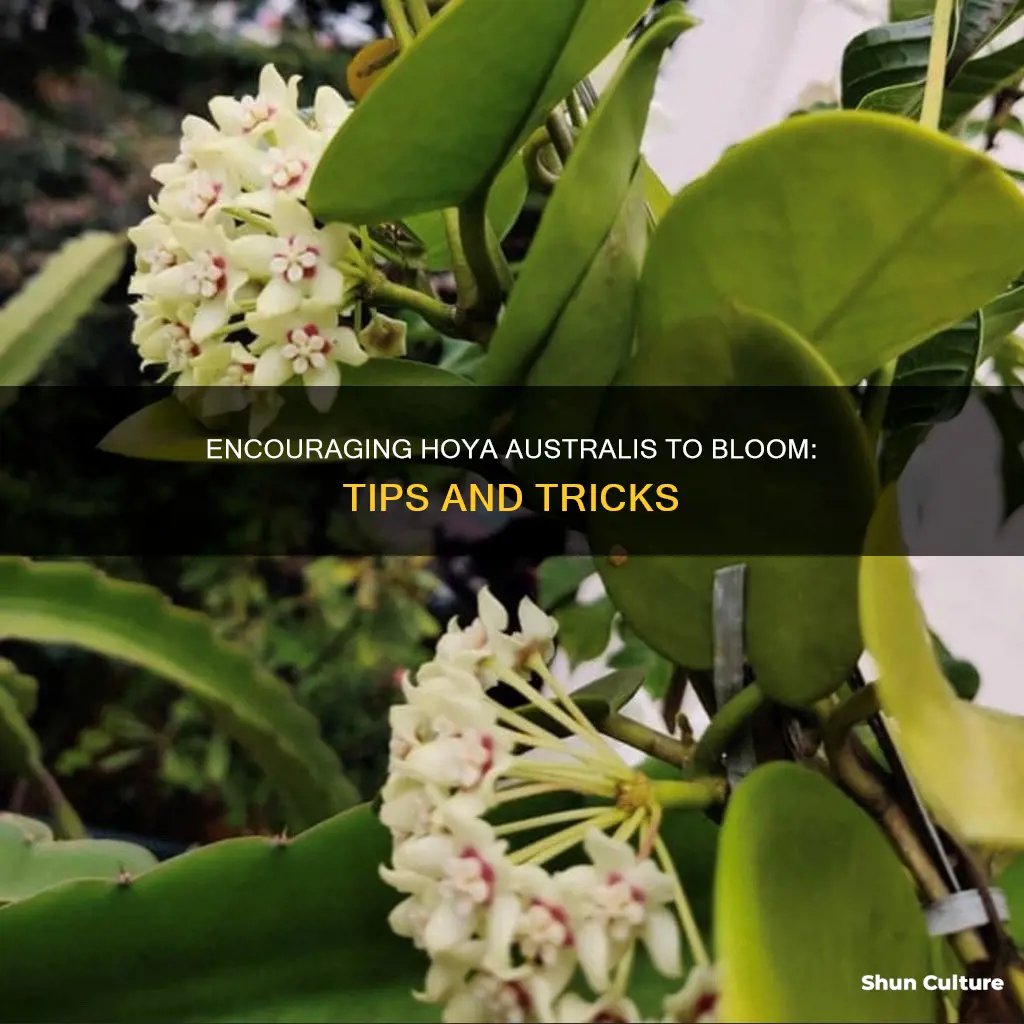 how to make hoya australis bloom
