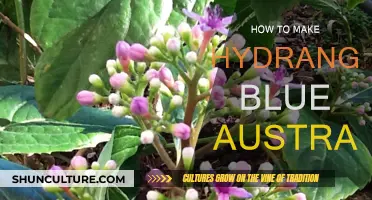 Hydrangeas: Blue Blooms in Australian Gardens