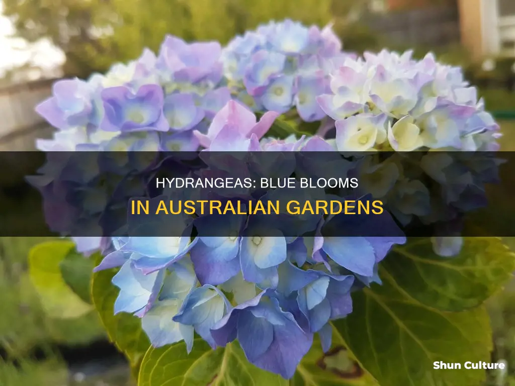 how to make hydrangeas blue australia