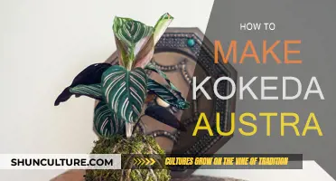 Creating Kokedama: An Australian Guide to Moss Ball Gardens