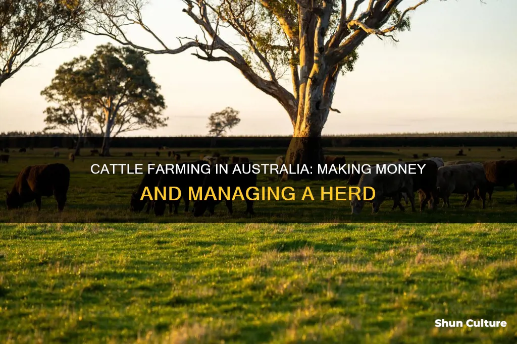 how to make money farming cattle australia