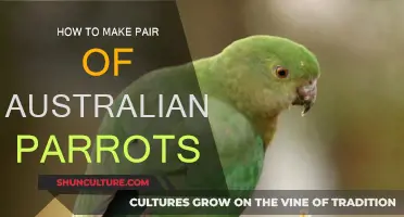 The Perfect Match: Pairing Australian Parrots