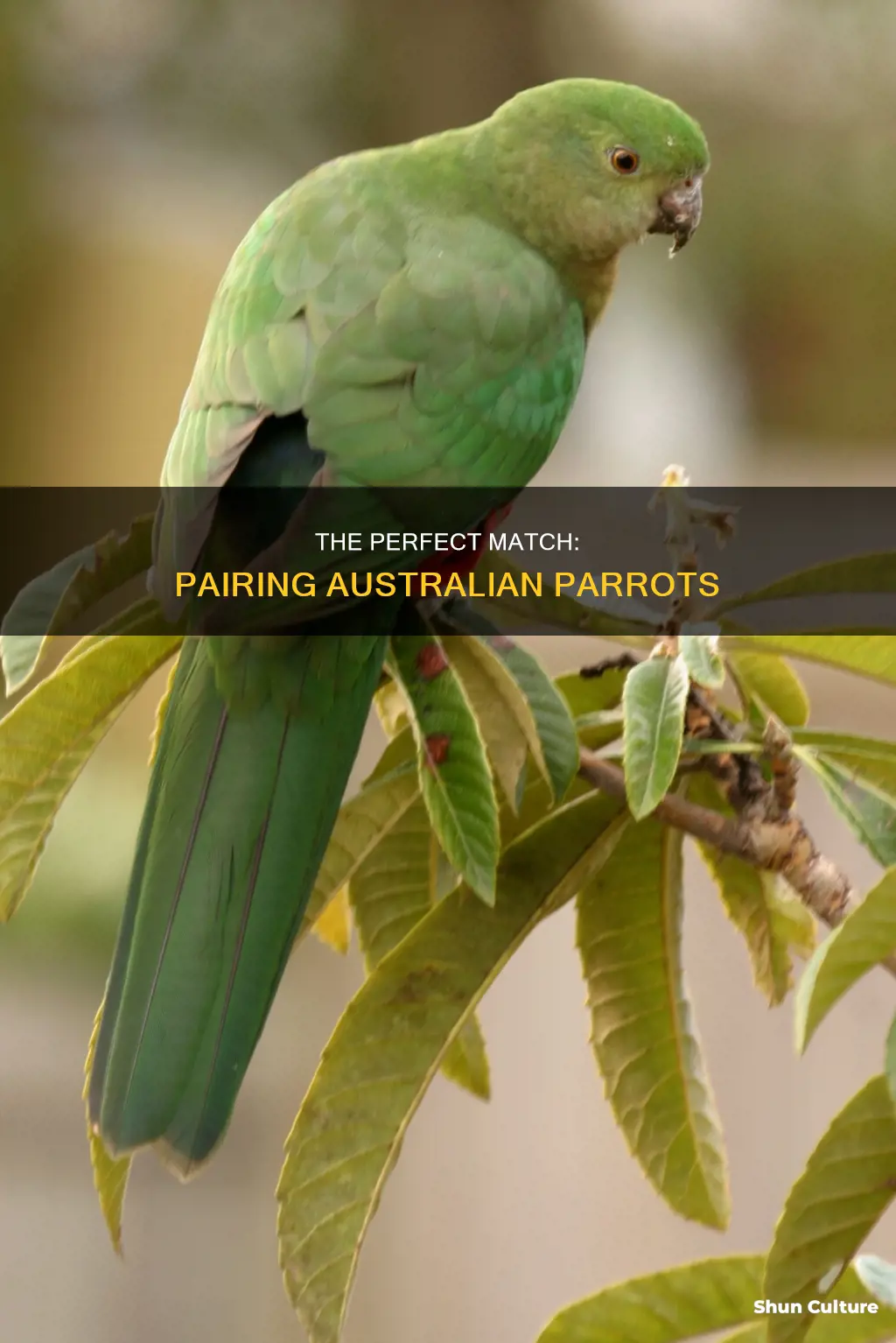 how to make pair of australian parrots