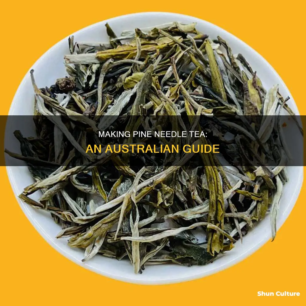 how to make pine needle tea australia