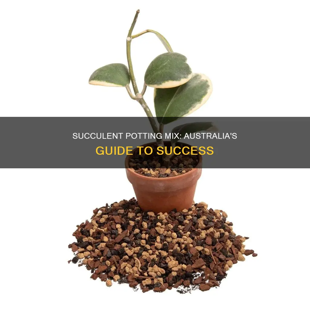 how to make succulent potting mix australia